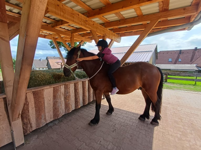 Tinker Mix Wallach 7 Jahre 154 cm Brauner in Calw