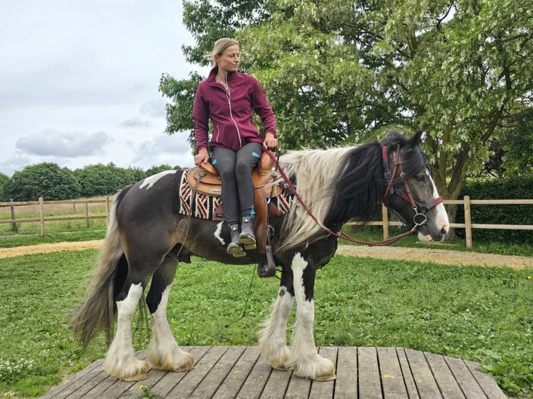 Tinker Mix Wallach 7 Jahre 154 cm Schecke in Linkenbach