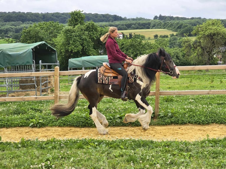 Tinker Mix Wallach 7 Jahre 154 cm Schecke in Linkenbach
