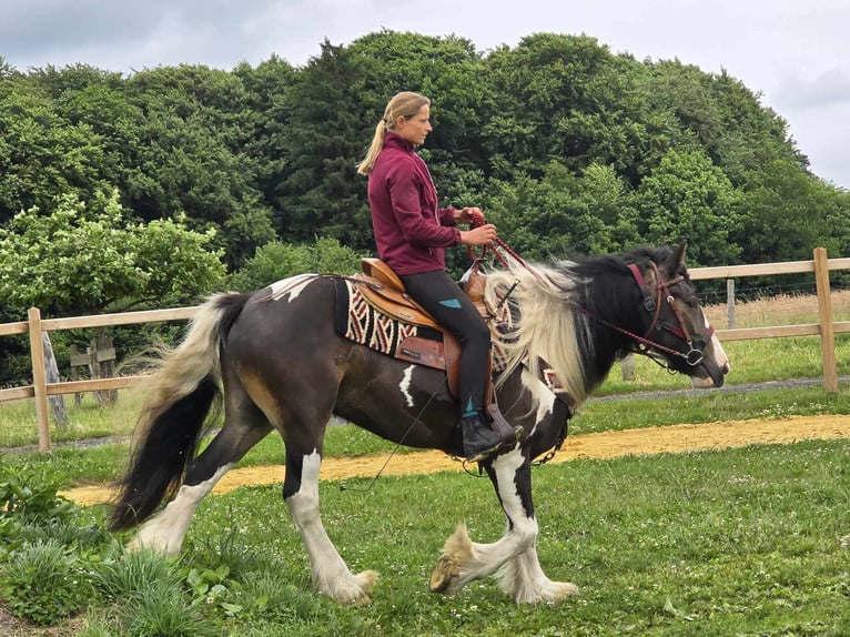 Tinker Mix Wallach 7 Jahre 154 cm Schecke in Linkenbach