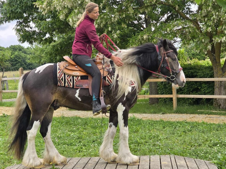 Tinker Mix Wallach 7 Jahre 154 cm Schecke in Linkenbach