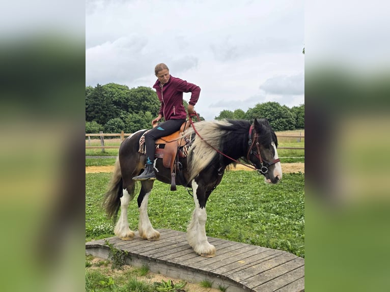 Tinker Mix Wallach 7 Jahre 154 cm Schecke in Linkenbach