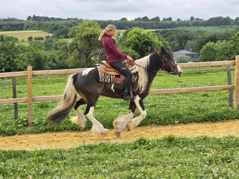 Tinker Mix Wallach 7 Jahre 154 cm Schecke in Linkenbach