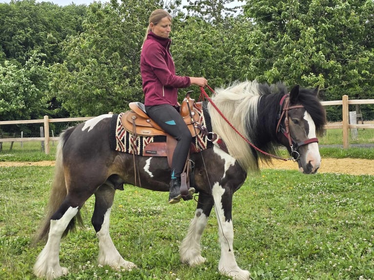 Tinker Mix Wallach 7 Jahre 154 cm Schecke in Linkenbach