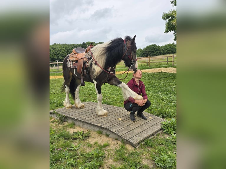Tinker Mix Wallach 7 Jahre 154 cm Schecke in Linkenbach