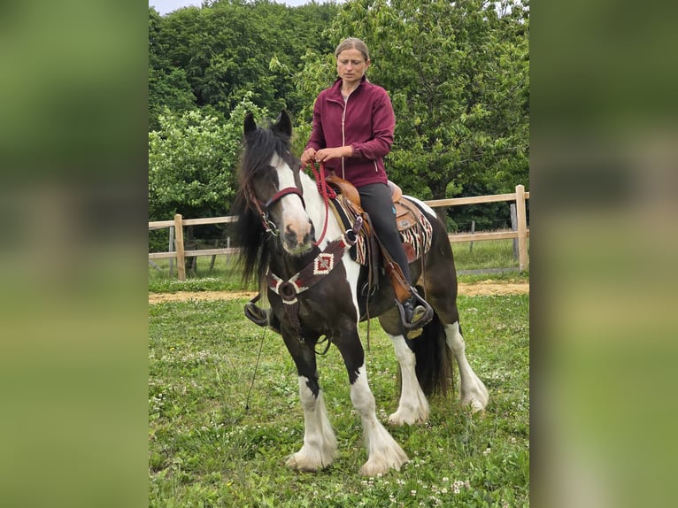 Tinker Mix Wallach 7 Jahre 154 cm Schecke in Linkenbach
