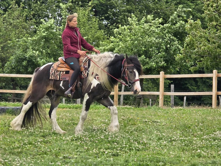 Tinker Mix Wallach 7 Jahre 154 cm Schecke in Linkenbach