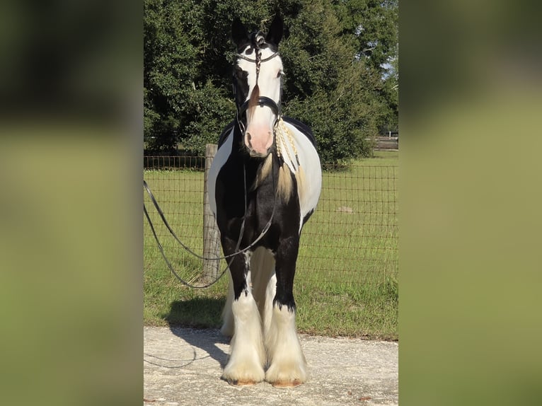 Tinker Wallach 7 Jahre 155 cm Schecke in Ocala