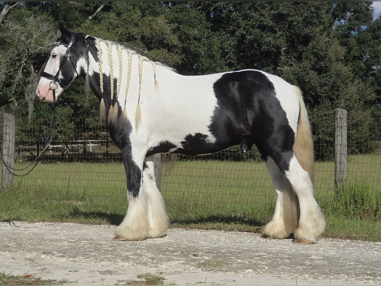 Tinker Wallach 7 Jahre 155 cm Schecke in Ocala