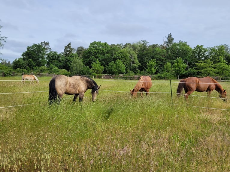 Tinker Mix Wallach 7 Jahre 156 cm Buckskin in Winsen (Aller)