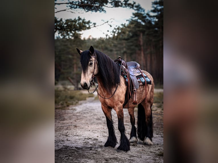 Tinker Mix Wallach 7 Jahre 156 cm Buckskin in Winsen (Aller)