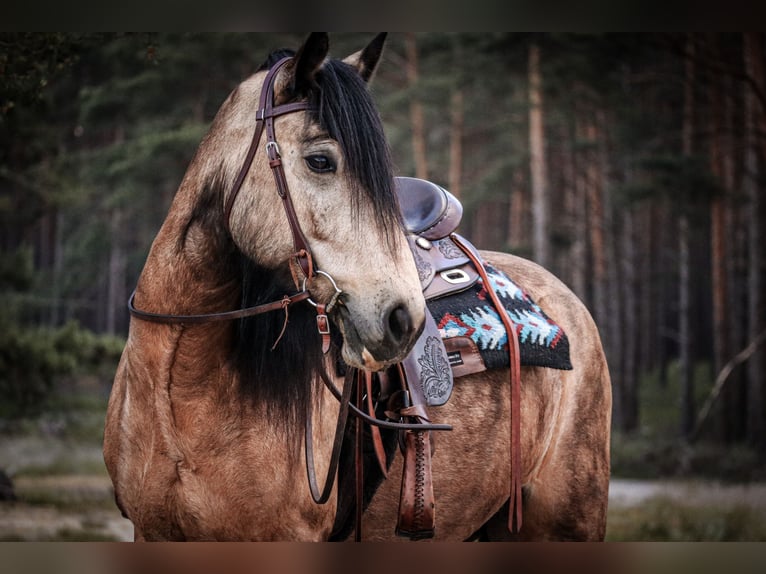 Tinker Mix Wallach 7 Jahre 156 cm Buckskin in Winsen (Aller)