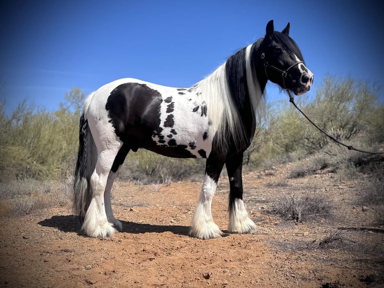 Tinker Wallach 7 Jahre 157 cm in New River, AZ