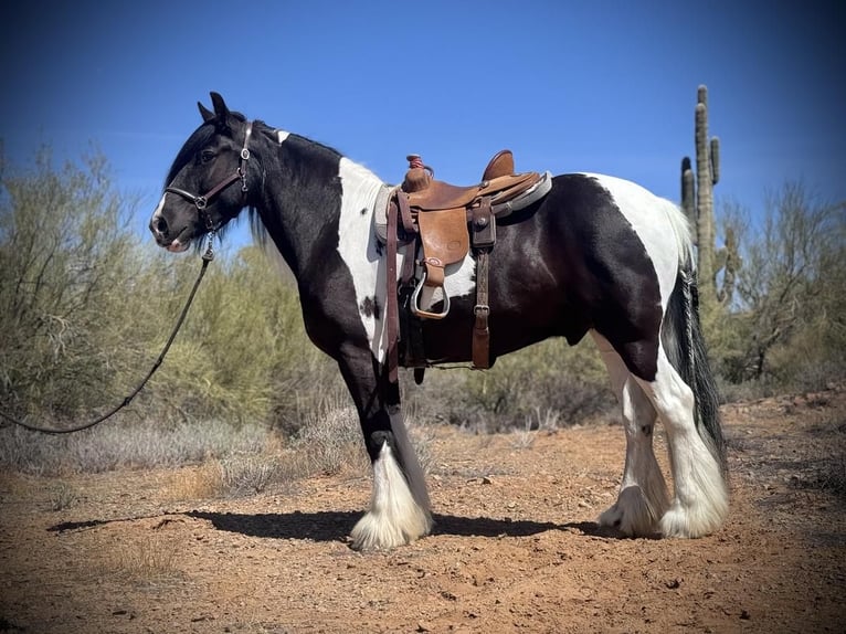 Tinker Wallach 7 Jahre 157 cm in New River, AZ