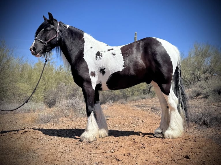 Tinker Wallach 7 Jahre 157 cm in New River, AZ