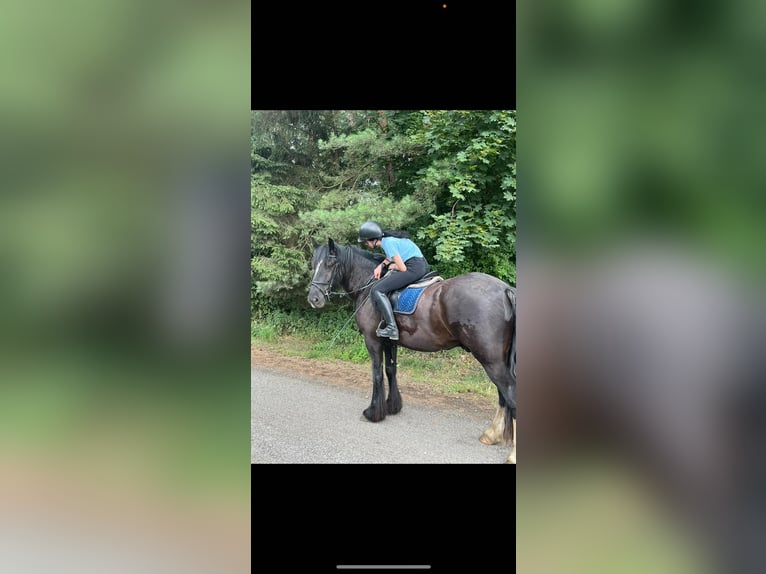 Tinker Wallach 7 Jahre 163 cm Rappe in Strzelno