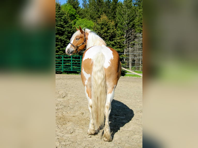 Tinker Wallach 7 Jahre 163 cm Tobiano-alle-Farben in Warsaw NY