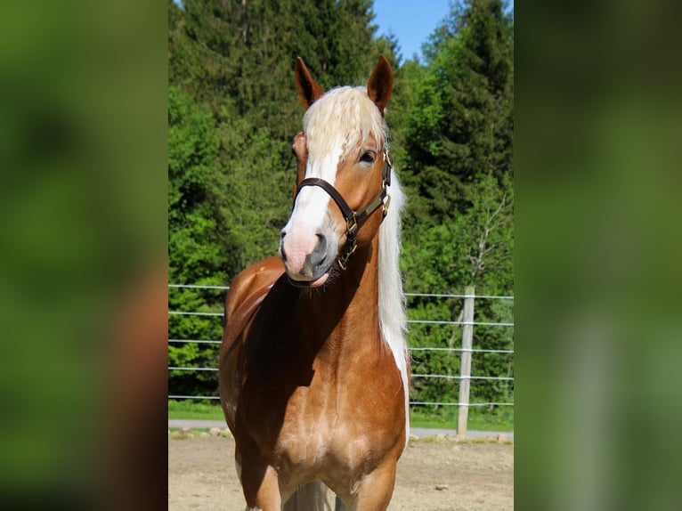 Tinker Wallach 7 Jahre 163 cm Tobiano-alle-Farben in Warsaw NY