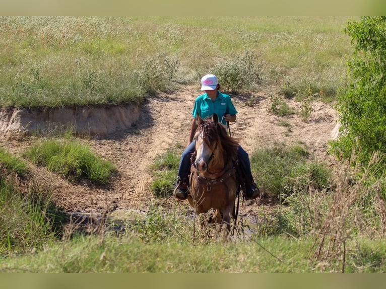 Tinker Wallach 7 Jahre Buckskin in Eustace