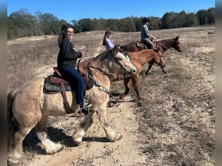 Tinker Wallach 7 Jahre Buckskin in Eustace