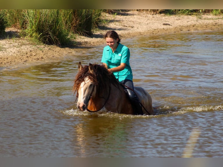 Tinker Wallach 7 Jahre Buckskin in Eustace