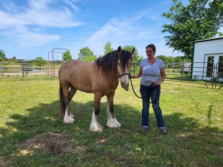 Tinker Wallach 7 Jahre Buckskin in Eustace