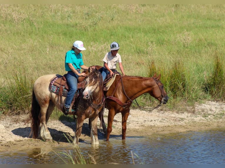 Tinker Wallach 7 Jahre Buckskin in Eustace