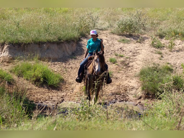 Tinker Wallach 7 Jahre Buckskin in Eustace