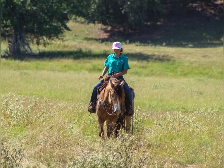 Tinker Wallach 7 Jahre Buckskin in Eustace