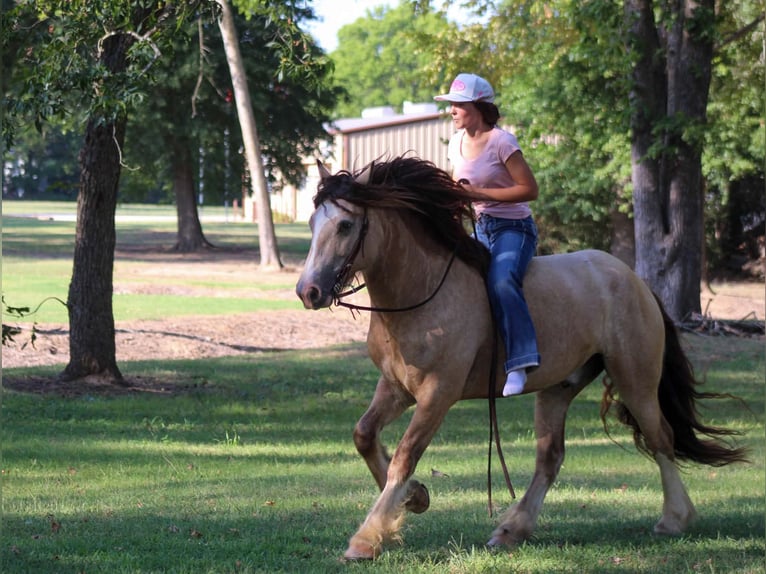 Tinker Wallach 7 Jahre Buckskin in Eustace