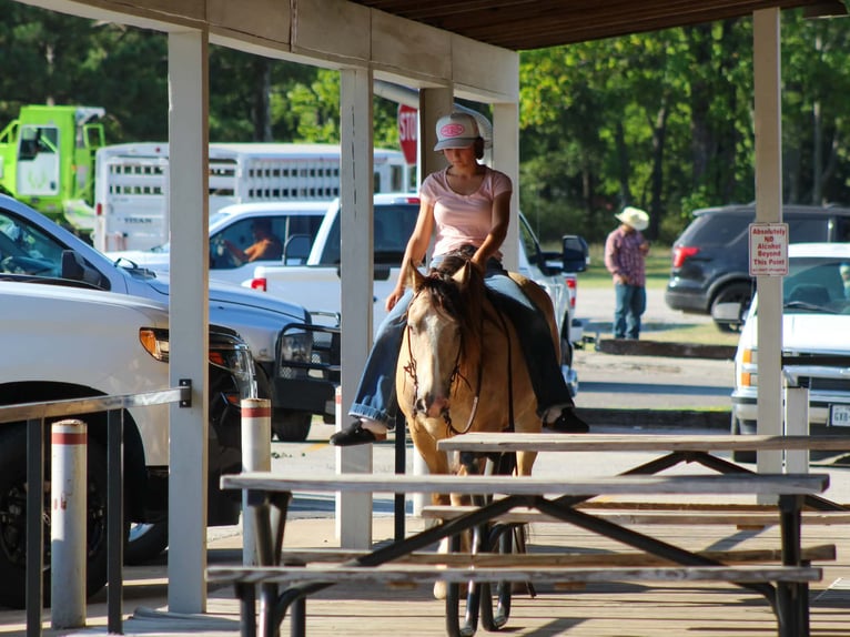 Tinker Wallach 7 Jahre Buckskin in Eustace