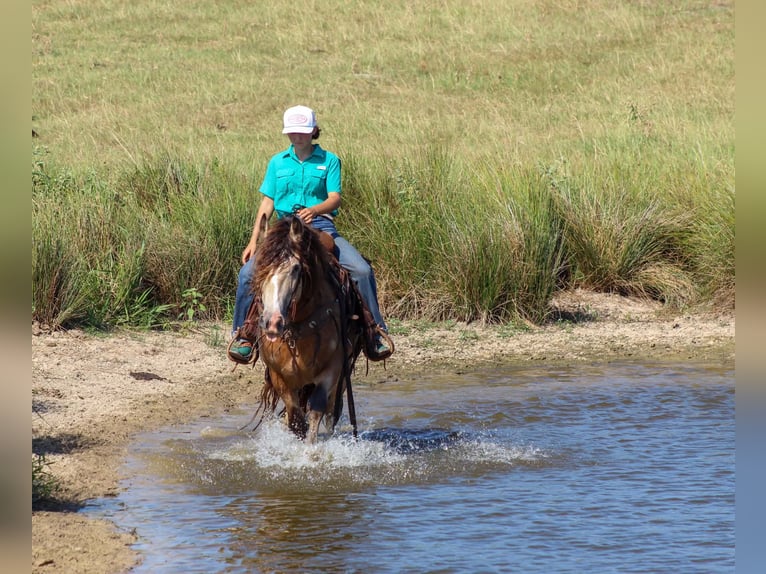 Tinker Wallach 7 Jahre Buckskin in Eustace
