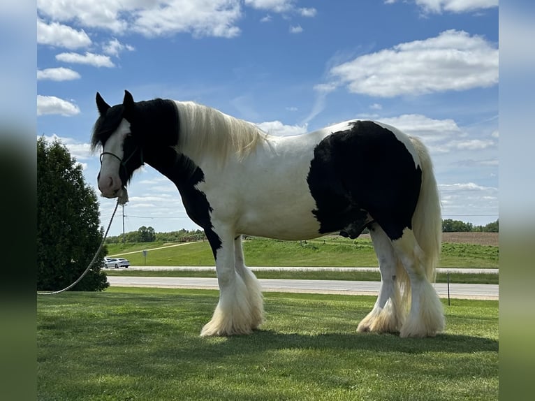 Tinker Wallach 7 Jahre Schecke in Peosta