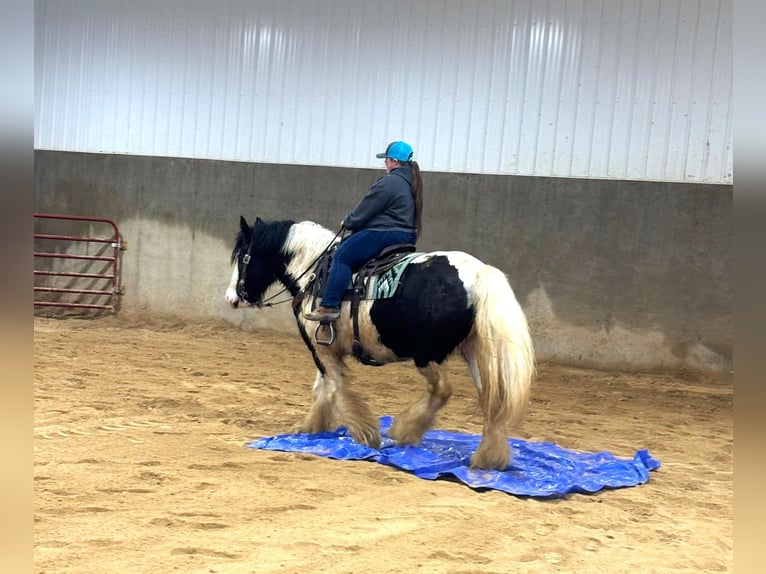 Tinker Wallach 7 Jahre Schecke in Peosta