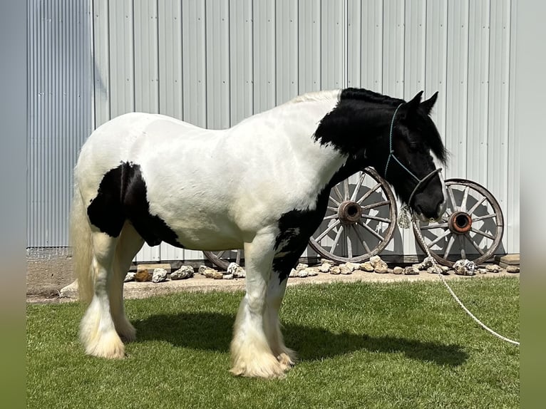 Tinker Wallach 7 Jahre Schecke in Peosta