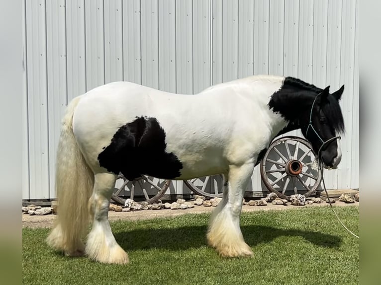 Tinker Wallach 7 Jahre Schecke in Peosta