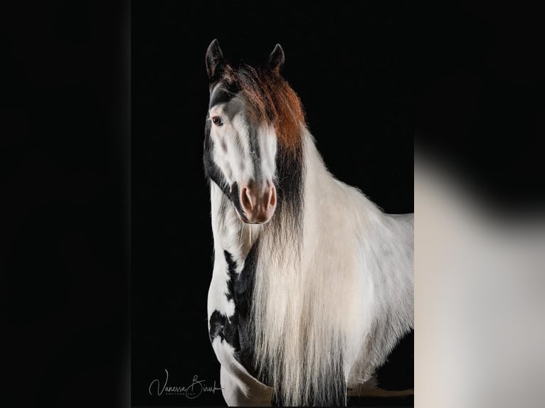 Tinker Wallach 8 Jahre 128 cm Schecke in Edingen-Neckarhausen