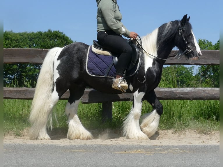 Tinker Wallach 8 Jahre 128 cm Schecke in Lathen