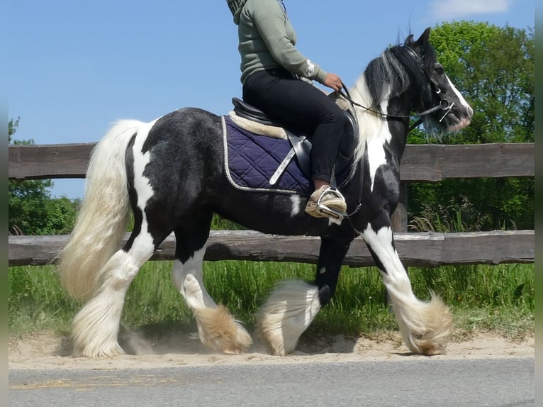 Tinker Wallach 8 Jahre 128 cm Schecke in Lathen