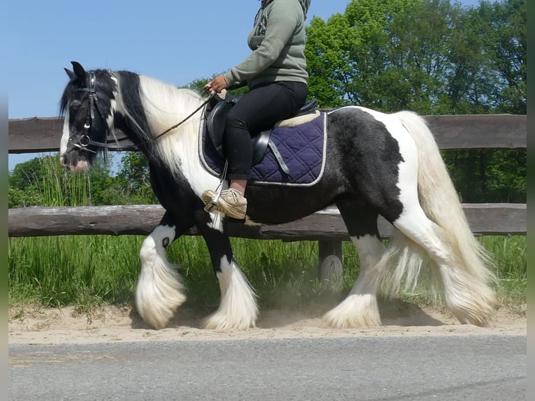 Tinker Wallach 8 Jahre 128 cm Schecke in Lathen