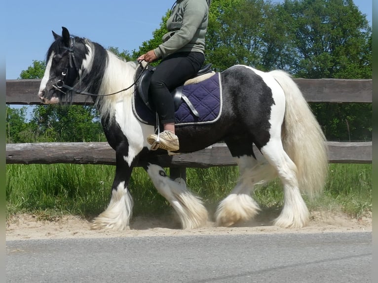 Tinker Wallach 8 Jahre 128 cm Schecke in Lathen