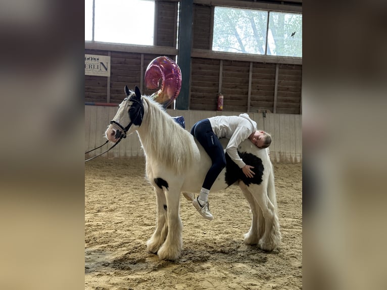 Tinker Wallach 8 Jahre 130 cm Schecke in Bad Blumau