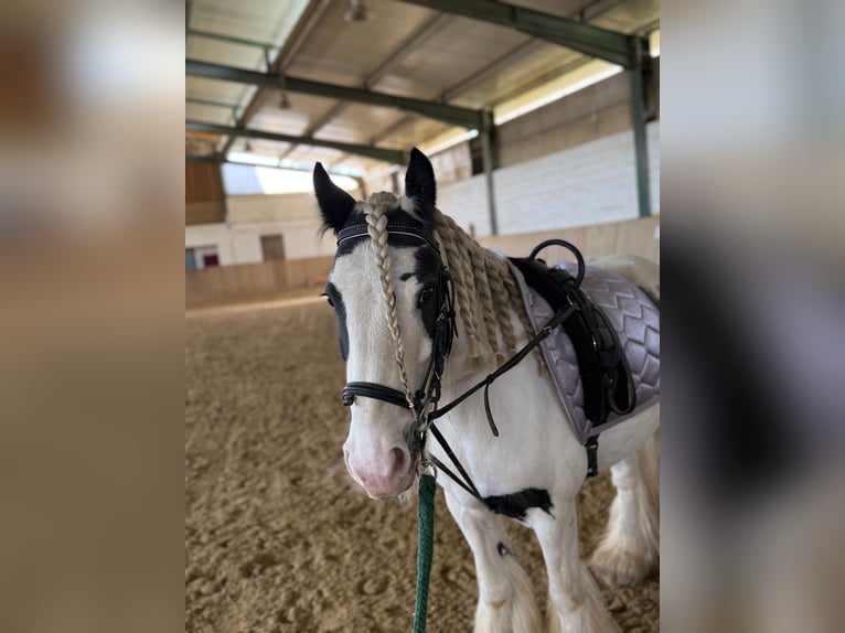 Tinker Wallach 8 Jahre 130 cm Schecke in Bad Blumau