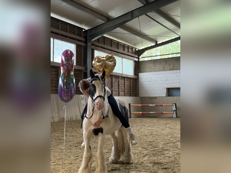 Tinker Wallach 8 Jahre 130 cm Schecke in Bad Blumau