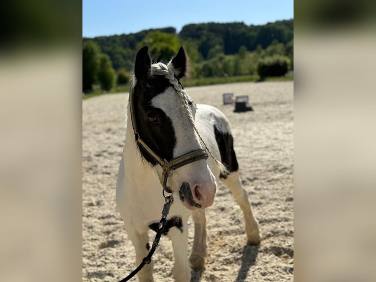 Tinker Wallach 8 Jahre 130 cm Schecke in Bad Blumau