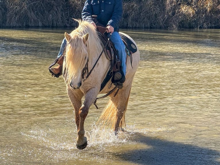 Tinker Mix Wallach 8 Jahre 132 cm Palomino in Weatherford, TX
