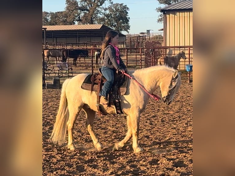 Tinker Mix Wallach 8 Jahre 132 cm Palomino in Weatherford, TX