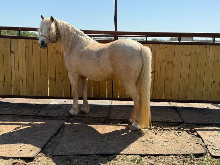Tinker Mix Wallach 8 Jahre 132 cm Palomino in Weatherford, TX