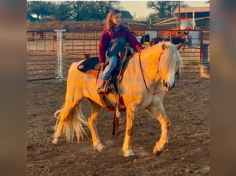 Tinker Mix Wallach 8 Jahre 132 cm Palomino in Weatherford, TX