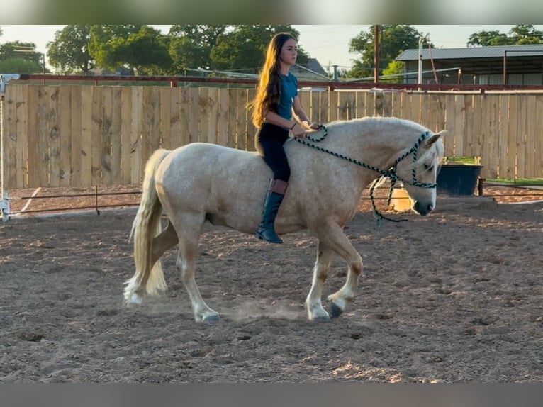 Tinker Mix Wallach 8 Jahre 132 cm Palomino in Weatherford, TX